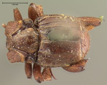 Media type: image;   Entomology 6901 Aspect: habitus dorsal view
